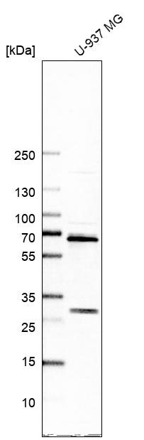Anti-ATAD3A Antibody