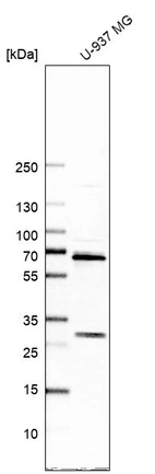 Anti-ATAD3A Antibody