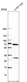 Anti-ATAD3A Antibody
