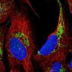 Immunofluorescent staining of human cell line U-2 OS shows localization to mitochondria.
