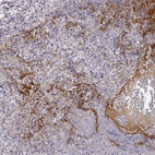Anti-NPW Antibody