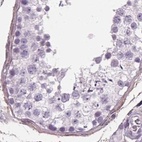 Immunohistochemical staining of human testis using Anti-BHLHE22 antibody HPA064872.
