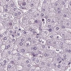 Immunohistochemical staining of human liver using Anti-BHLHE22 antibody HPA064872.