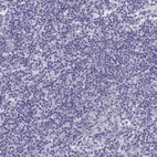 Immunohistochemical staining of human lymph node shows low expression as expected.