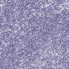 Immunohistochemical staining of human lymph node shows low expression as expected.