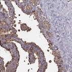 Immunohistochemical staining of human seminal vesicle shows high expression.