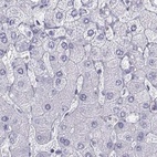 Immunohistochemical staining of human liver using Anti-SEMG1 antibody HPA064892.