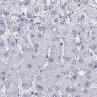 Immunohistochemical staining of human liver using Anti-SEMG1 antibody HPA064892.