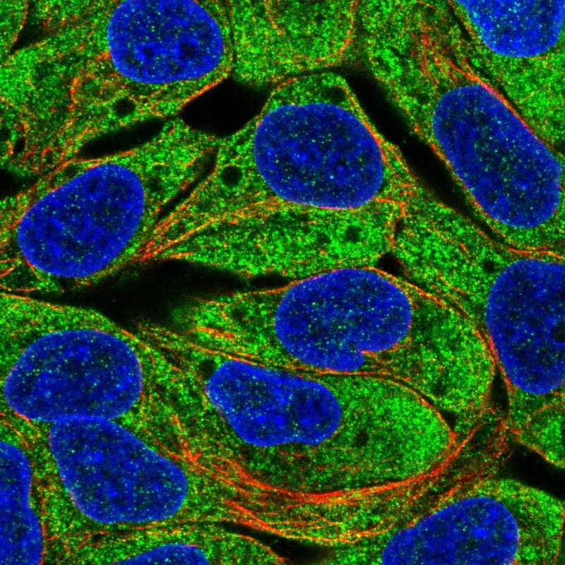 Anti-EGLN3 Antibody