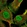 Anti-RNF8 Antibody