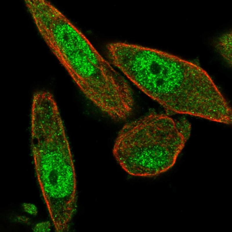 Anti-NAIF1 Antibody