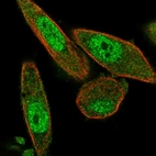 Anti-NAIF1 Antibody