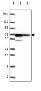 Lane 1: Marker [kDa] 250, 130, 95, 72, 55, 36, 28, 17, 10_br/_Lane 2: Human cell line RT-4_br/_Lane 3: Human cell line U-251 MG