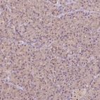 Immunohistochemical staining of human pancreas shows low expression as expected.