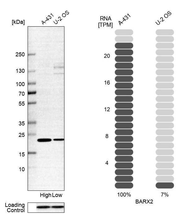 Anti-BARX2 Antibody