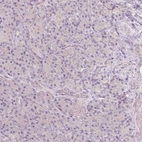 Immunohistochemical staining of human pancreas shows no positivity in exocrine glandular cells as expected.