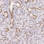 Immunohistochemical staining of human salivary gland shows strong nuclear positivity in glandular cells.