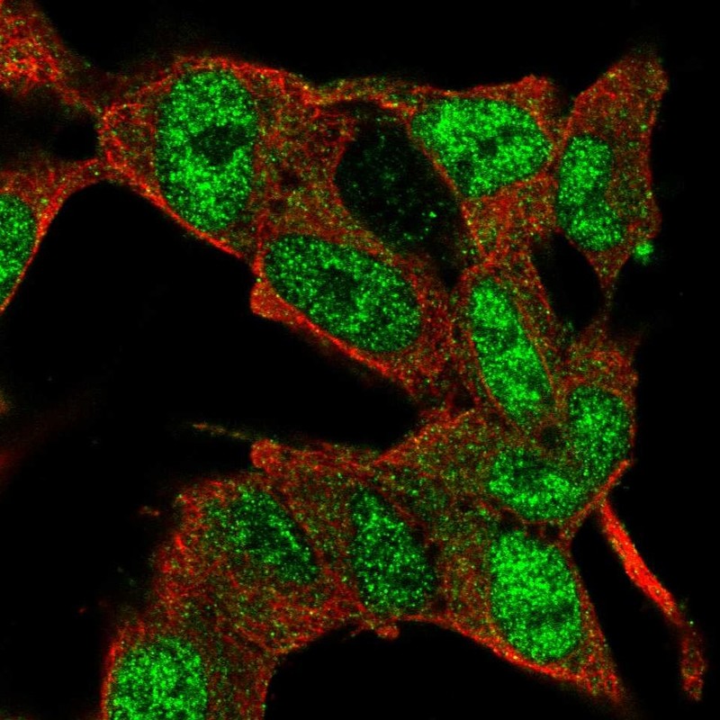 Anti-E2F3 Antibody