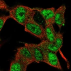 Anti-E2F3 Antibody