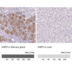 Anti-AQP5 Antibody