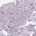 Immunohistochemical staining of human pancreas shows strong positivity in apical membrane in exocrine glandular cells.