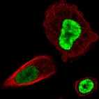 Immunofluorescent staining of human cell line PC-3 shows localization to nucleoplasm.