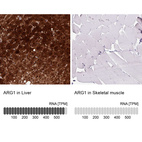 Anti-ARG1 Antibody