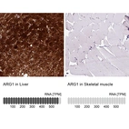 Anti-ARG1 Antibody