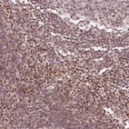 Immunohistochemical staining of human lymph node shows moderate nuclear positivity in non-germinal center cells.