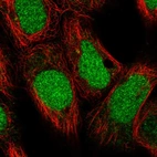 Immunofluorescent staining of human cell line HEK 293 shows localization to nucleus.