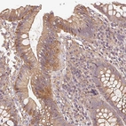 Anti-RALA Antibody