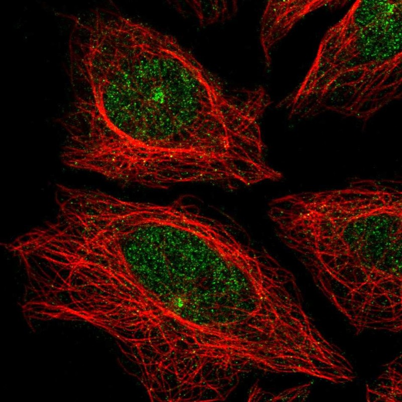 Anti-CDH24 Antibody