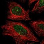 Anti-CDH24 Antibody