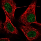 Anti-KRBOX4 Antibody