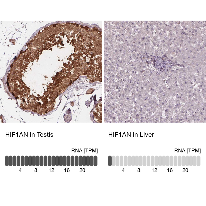 Anti-HIF1AN Antibody