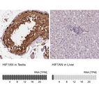 Anti-HIF1AN Antibody