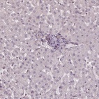 Anti-HIF1AN Antibody