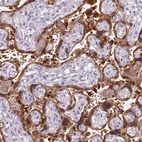 Immunohistochemical staining of human placenta shows strong cytoplasmic positivity in trophoblastic cells.