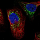Immunofluorescent staining of human cell line U-2 OS shows localization to mitochondria.