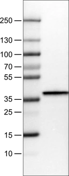 Lane 1: Marker [kDa]_br/_Lane 2: Human liver tissue lysate