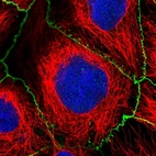 Immunofluorescent staining of human cell line CACO-2 shows localization to nucleoli fibrillar center & cell junctions.