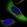 Anti-ZNF721 Antibody