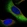 Anti-ZNF721 Antibody