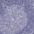 Immunohistochemical staining of human lymph node shows low expression as expected.