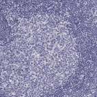 Immunohistochemical staining of human lymph node shows low expression as expected.