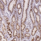 Immunohistochemical staining of human stomach shows strong positivity in Golgi apparatus in glandular cells.