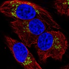 Immunofluorescent staining of human cell line HeLa shows localization to the Golgi apparatus.