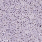 Immunohistochemical staining of human pancreas shows weak nuclear positivity in exocrine glandular cells.
