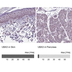 Anti-UBA3 Antibody