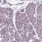Immunohistochemical staining of human pancreas shows low expression as expected.